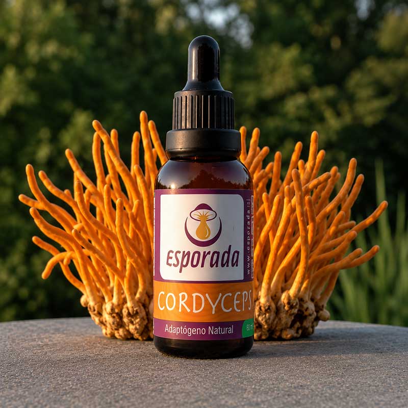 Cordyceps